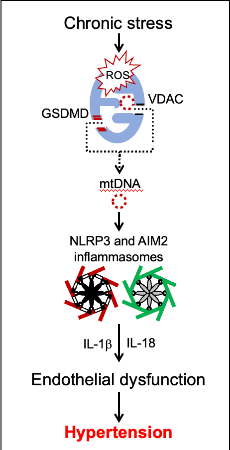 Diagram showing project research of stress leading to high blood pressure