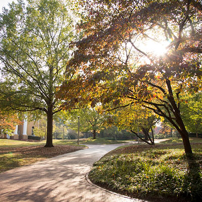 Sunshine beaming through trees on the Horseshoe.