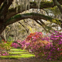 Oak trees and azeleas