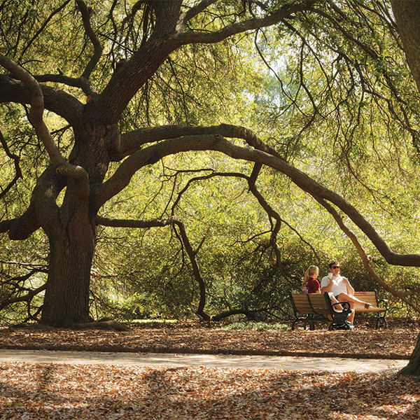 Students sitting on a bench under a sprawling oak tree. 