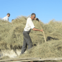 Koyan men stack hay on top of a barn roof. Photo by Magdalena Stawkowski.