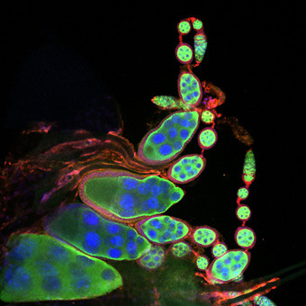 Armstrong Lab ID Image