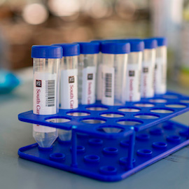 Several empty test tubes used for the Salivir Test lined up in a tray. They have the UofSC logo and barcodes on them.