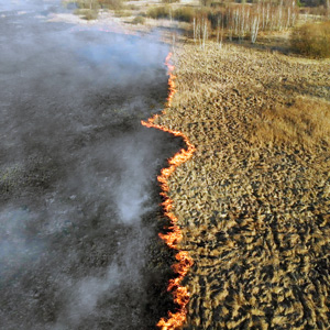 a line of fire moves through grasslands