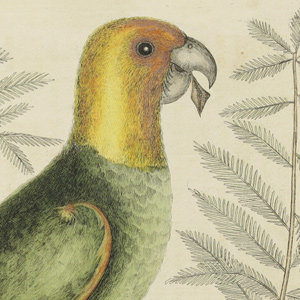 carolina parrot drawing by mark catesby