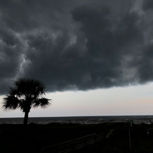 palmetto tree on a stormy beach